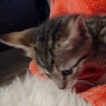 Savannah F-7SBT Female DOB 10/26/21