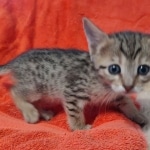 Savannah F-7SBT Female DOB 10/26/21