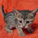 Savannah F-7SBT Female DOB 10/26/21