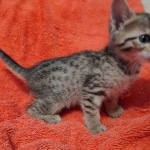 Savannah F-7SBT Female DOB 10/26/21