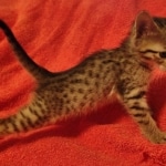 Savannah F-7SBT Female DOB 10/26/21