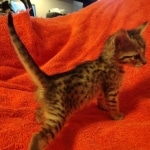 Savannah F-7SBT Female DOB 10/26/21