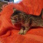 Savannah F-7SBT Female DOB 10/26/21