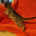 Savannah F-7SBT Female DOB 10/26/21