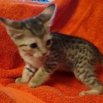 Savannah F-7SBT Female DOB 10/26/21