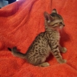 Savannah F-7SBT Female DOB 10/26/21