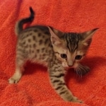 Savannah F-7SBT Female DOB 10/26/21