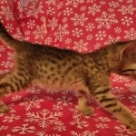 IMG_20211223_114239480