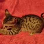 Savannah F-7SBT Female DOB 10/26/21