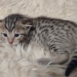 Savannah F-7SBT Female DOB 10/26/21