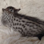 Savannah F-7SBT Female DOB 10/26/21