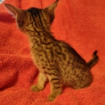 Savannah F-7SBT Female DOB 10/26/21