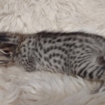 Savannah F-7SBT Female DOB 10/26/21