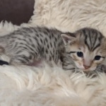 Savannah F-7SBT Female DOB 10/26/21