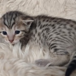 Savannah F-7SBT Female DOB 10/26/21