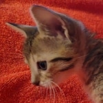 Savannah F-7SBT Female DOB 10/26/21