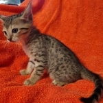 Savannah F-7SBT Female DOB 10/26/21