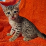 Savannah F-7SBT Female DOB 10/26/21