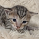 Savannah F-7SBT Female DOB 10/26/21