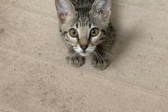 Mimi Savannah F-7SBT Female #3 Lt hip DOB 7-13-20