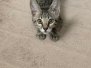 Mimi Savannah F-7SBT Female #3 Lt hip DOB 7-13-20