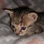 Savannah, F-7SBT, female, BST, DOB 7-13-20