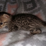 Savannah, F-7SBT, female, BST, DOB 7-13-20