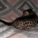 Savannah, F-7SBT, female, BST, DOB 7-13-20