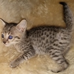 Mimi, Savannah, F-7SBT, female, BST, DOB 7-13-20