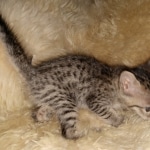 Savannah, F-7SBT, female, BST, DOB 7-13-20