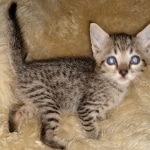 Savannah, F-7SBT, female, BST, DOB 7-13-20