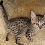 Savannah, F-7SBT, female, BST, DOB 7-13-20