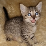Savannah, F-7SBT, female, BST, DOB 7-13-20