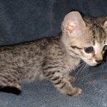 Savannah, F-7SBT, female, BST, DOB 7-13-20