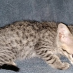 Mimi, Savannah, F-7SBT, female, BST, DOB 7-13-20