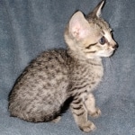 Mimi, Savannah, F-7SBT, female, BST, DOB 7-13-20