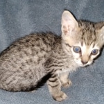 Mimi, Savannah, F-7SBT, female, BST, DOB 7-13-20