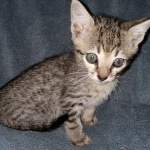 Mimi, Savannah, F-7SBT, female, BST, DOB 7-13-20