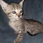 Mimi, Savannah, F-7SBT, female, BST, DOB 7-13-20