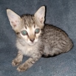 Mimi, Savannah, F-7SBT, female, BST, DOB 7-13-20