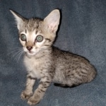Mimi, Savannah, F-7SBT, female, BST, DOB 7-13-20