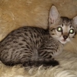 Mimi, Savannah, F-7SBT, female, BST, DOB 7-13-20