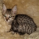 Mimi, Savannah, F-7SBT, female, BST, DOB 7-13-20