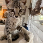 Mimi, Savannah, F-7SBT, female, BST, DOB 7-13-20