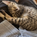 Mimi, Savannah, F-7SBT, female, BST, DOB 7-13-20