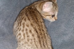 Gamora Savannah F-7SBT female BST DOB 7-7-20