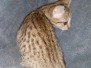 Gamora Savannah F-7SBT female BST DOB 7-7-20