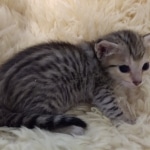 Savannah, F-7SBT, Female, BST DOB 7-7-20