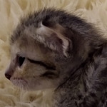 Savannah, F-7SBT, Female, BST DOB 7-7-20