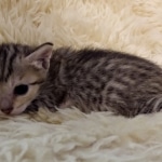 Savannah, F-7SBT, Female, BST DOB 7-7-20